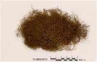 藏品(懸苔屬)的圖片